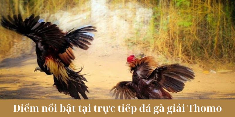 Điểm nổi bật tại trực tiếp đá gà giải Thomo