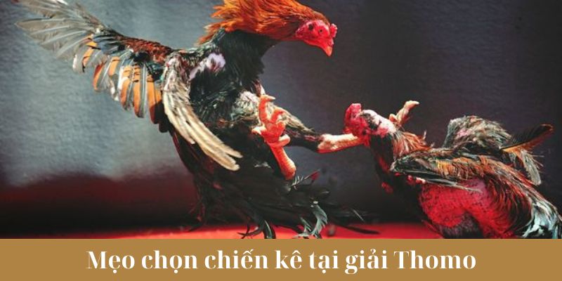 Mẹo chọn chiến kê khi chơi trực tiếp đá gà giải Thomo