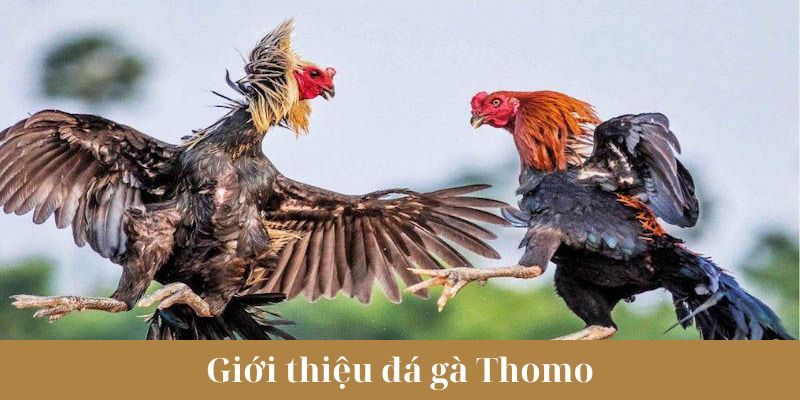 Tổng quan về trực tiếp đá gà giải Thomo